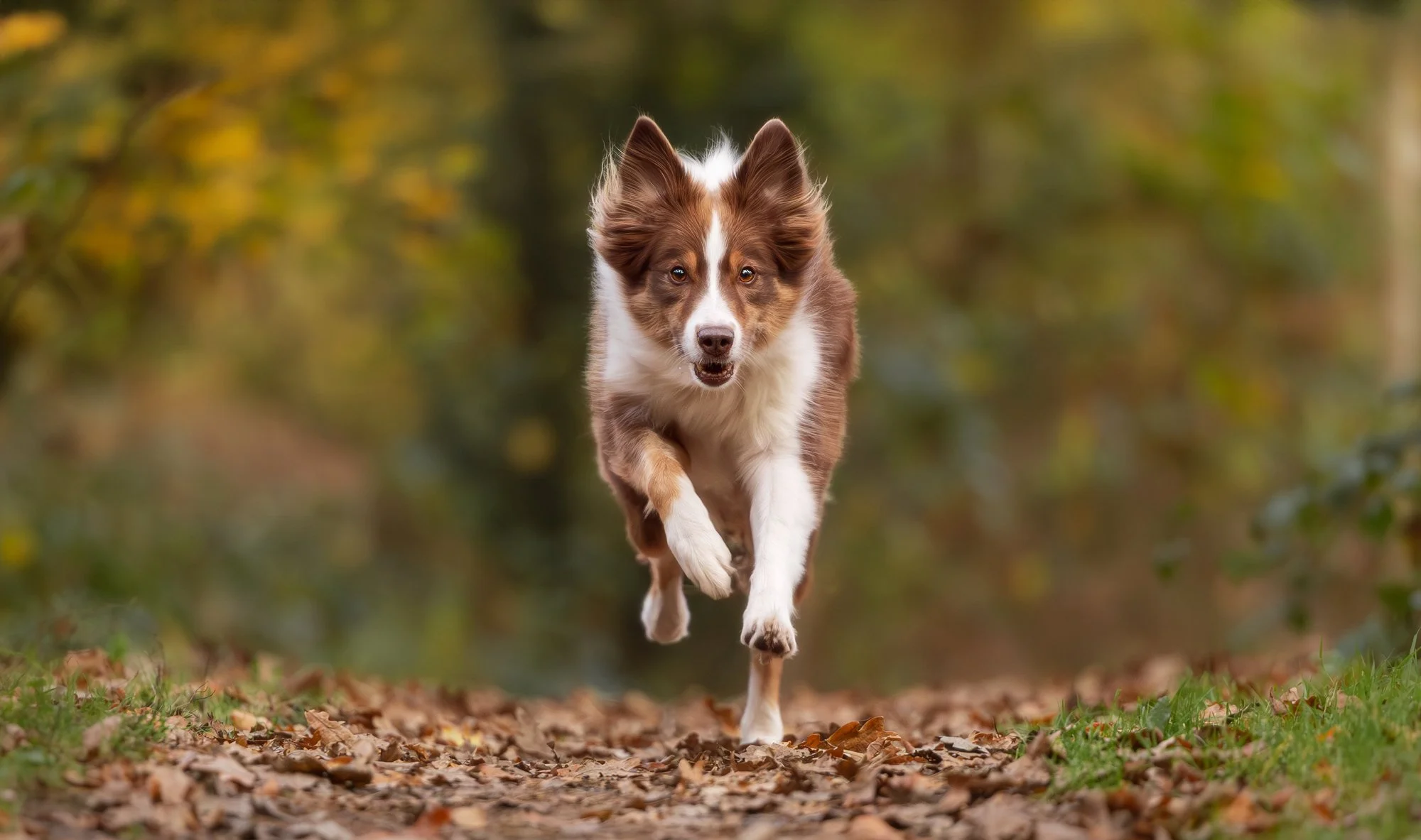 Ein Hund rennt während eines Hundefotoshootings voller Freude auf die Kamera zu. März 2026.
