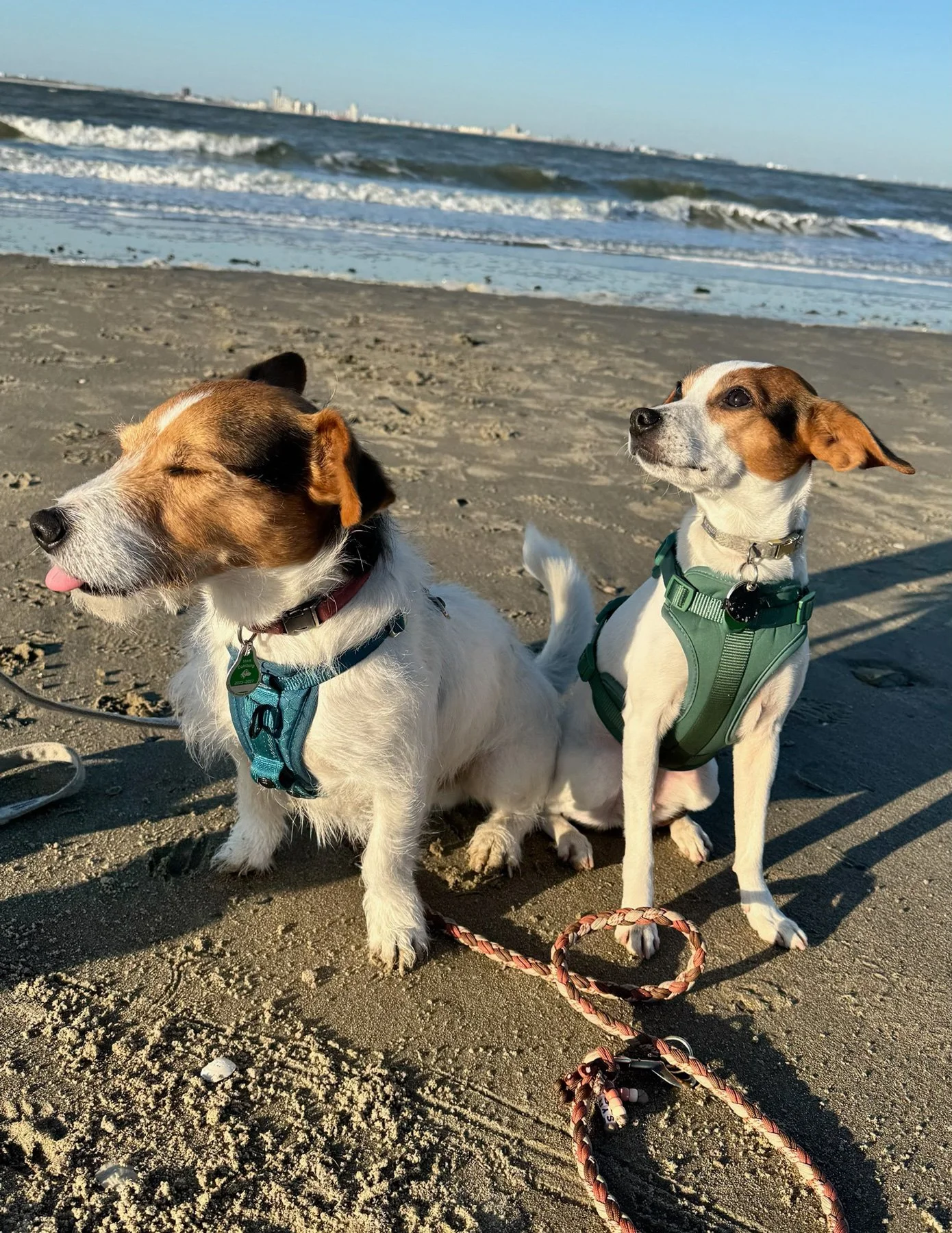 Zwei Hunde sitzen am Strand, das Meer im Hintergrund.