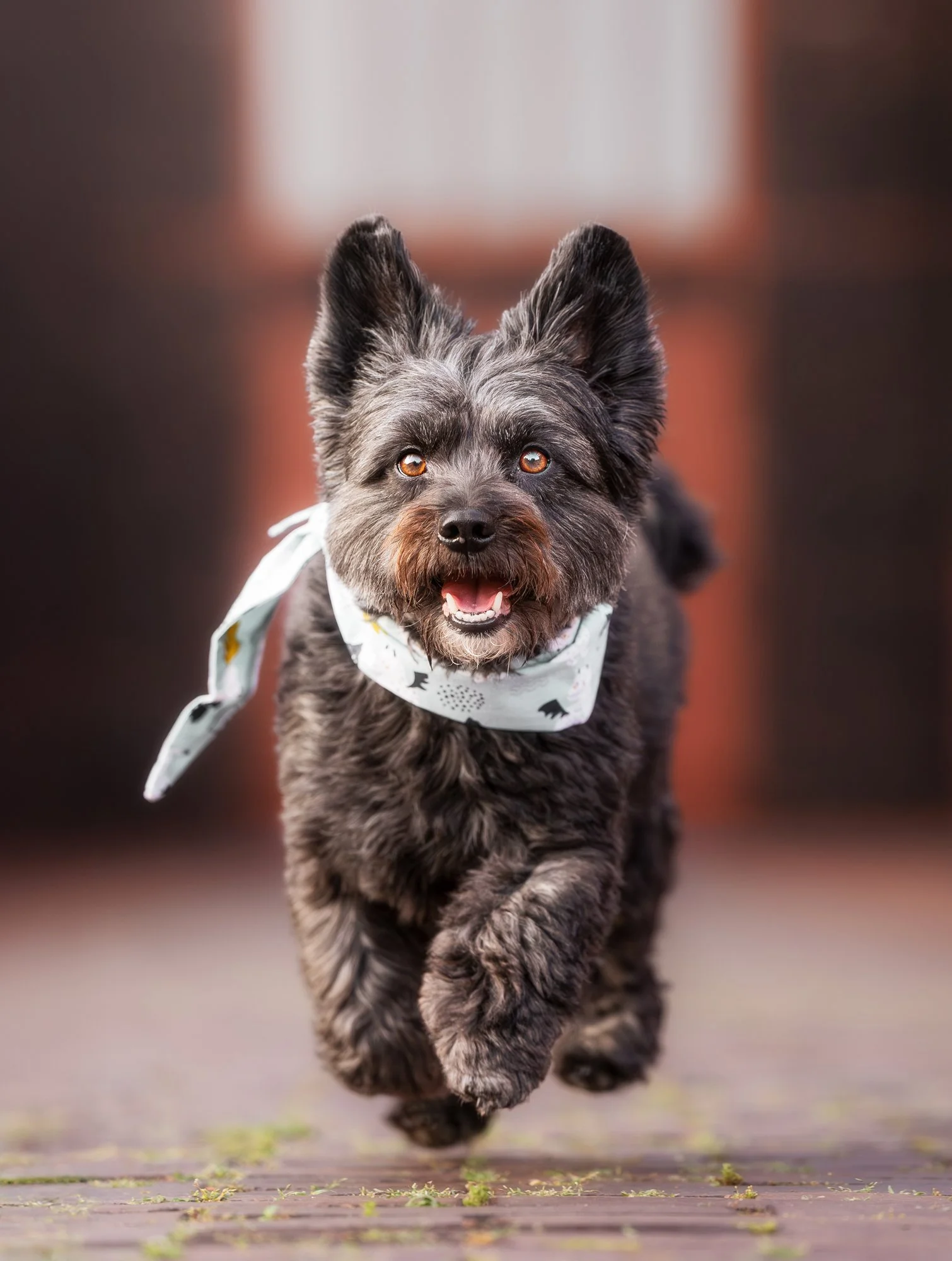 Ein schwarzer Hund rennt während eines Fotoshootings auf die Kamera zu. Er trägt ein süßes Halstuch und schaut freudig in die Kamera. März 2026.