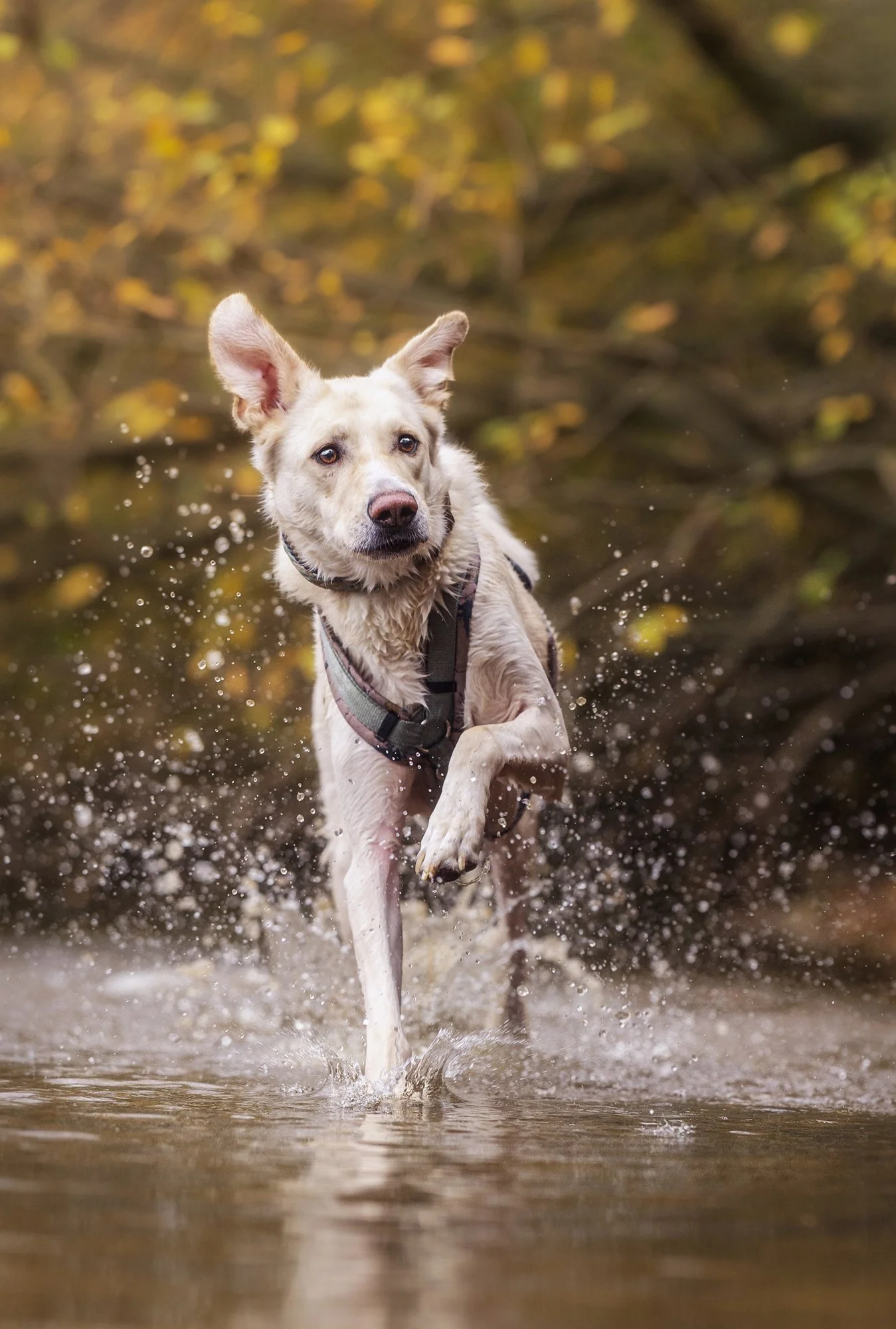 Ein Hund rennt dynamisch durch das Wasser während eines Outdoorfotoshootings. September 2025.