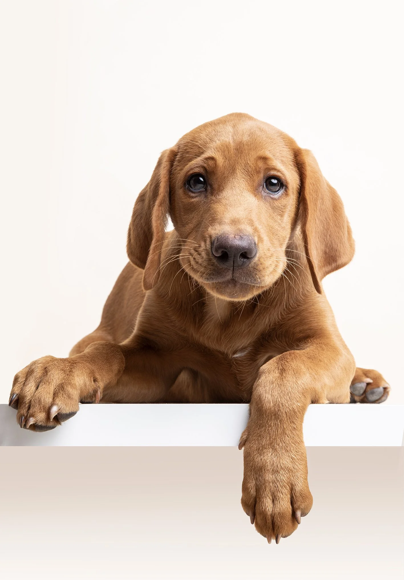 A cute brown puppy with floppy ears lying on a white surface, with a plain light background.