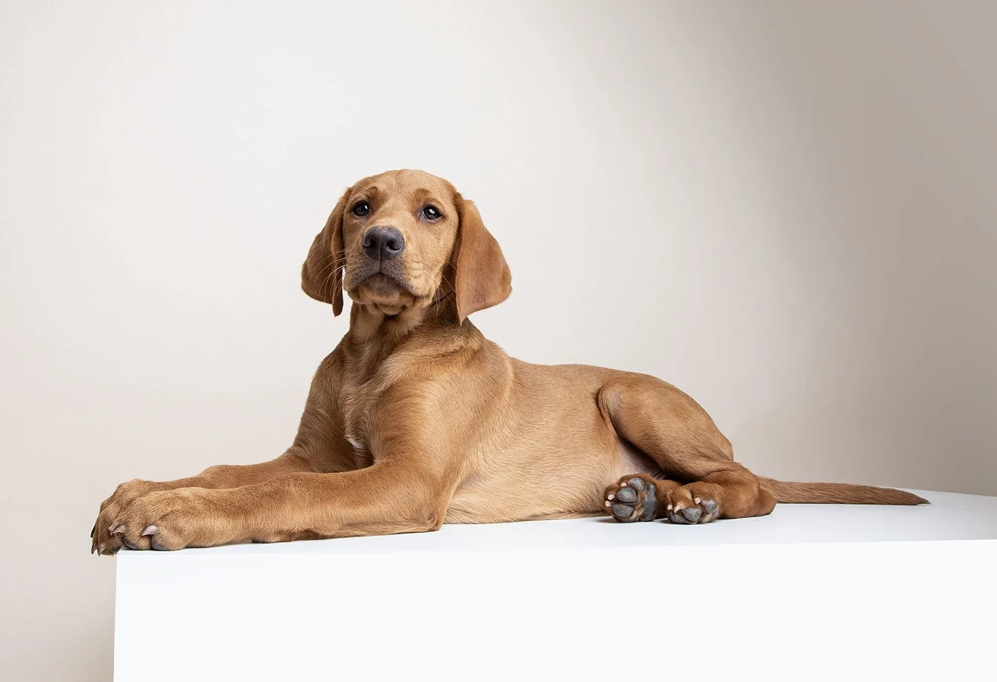 A brown Labrador retriever puppy lying on a white surface against a light background.