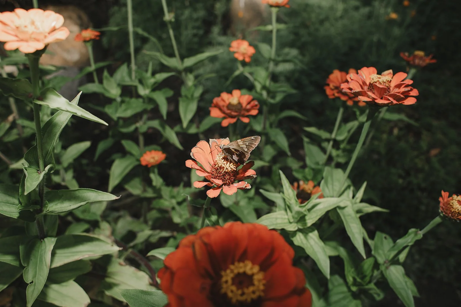 A close-up of a butterfly on an orange flower among green foliage, with several other orange flowers in the background.