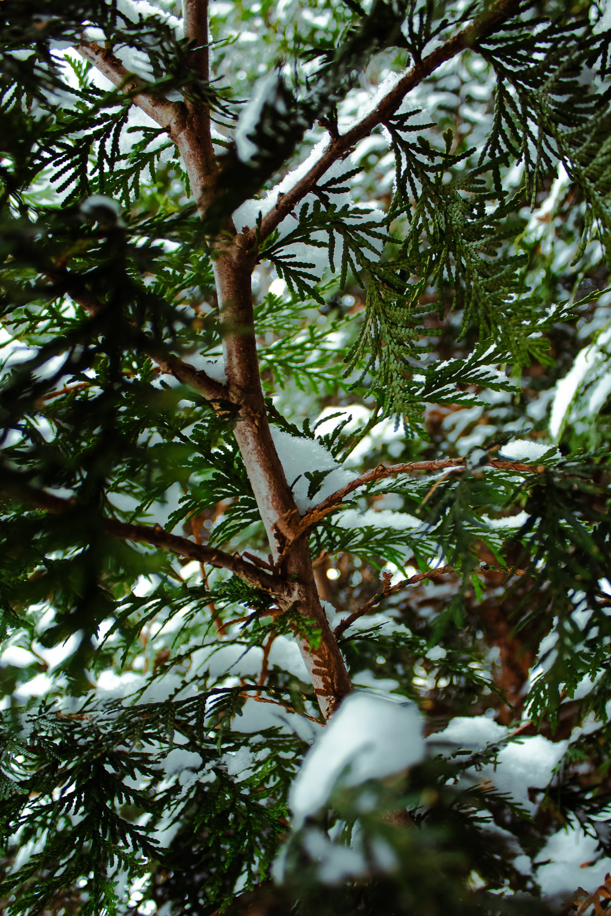 19 Terrace - Snow 02 - (2026, Jan, 31)_.jpg