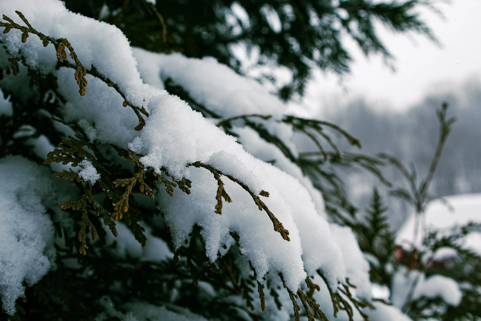 19 Terrace - Snow 01 - (2026, Jan, 31)_.jpg