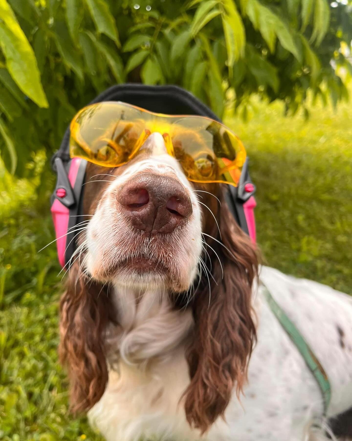 From all of of here at the Nickel District Skeet and Trap Club Congratulations to all the dogs and Handlers from the Sudbury &amp; District Kennel Clubs Spaniel Field Trials. 
PS. Sammi here says the club will be open tomorrow from 3pm until till Dus