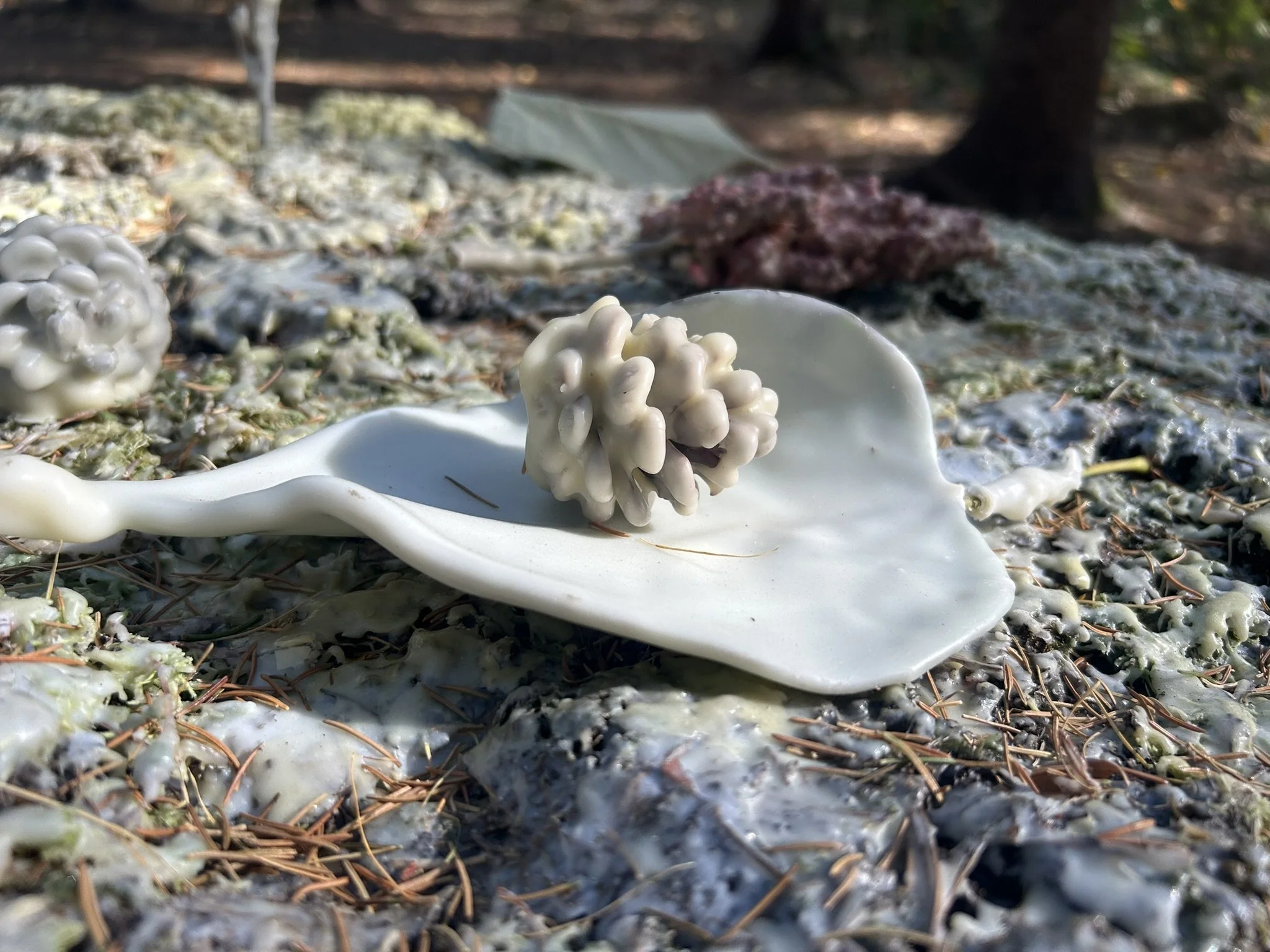 L'herbier de cire - Études végétales