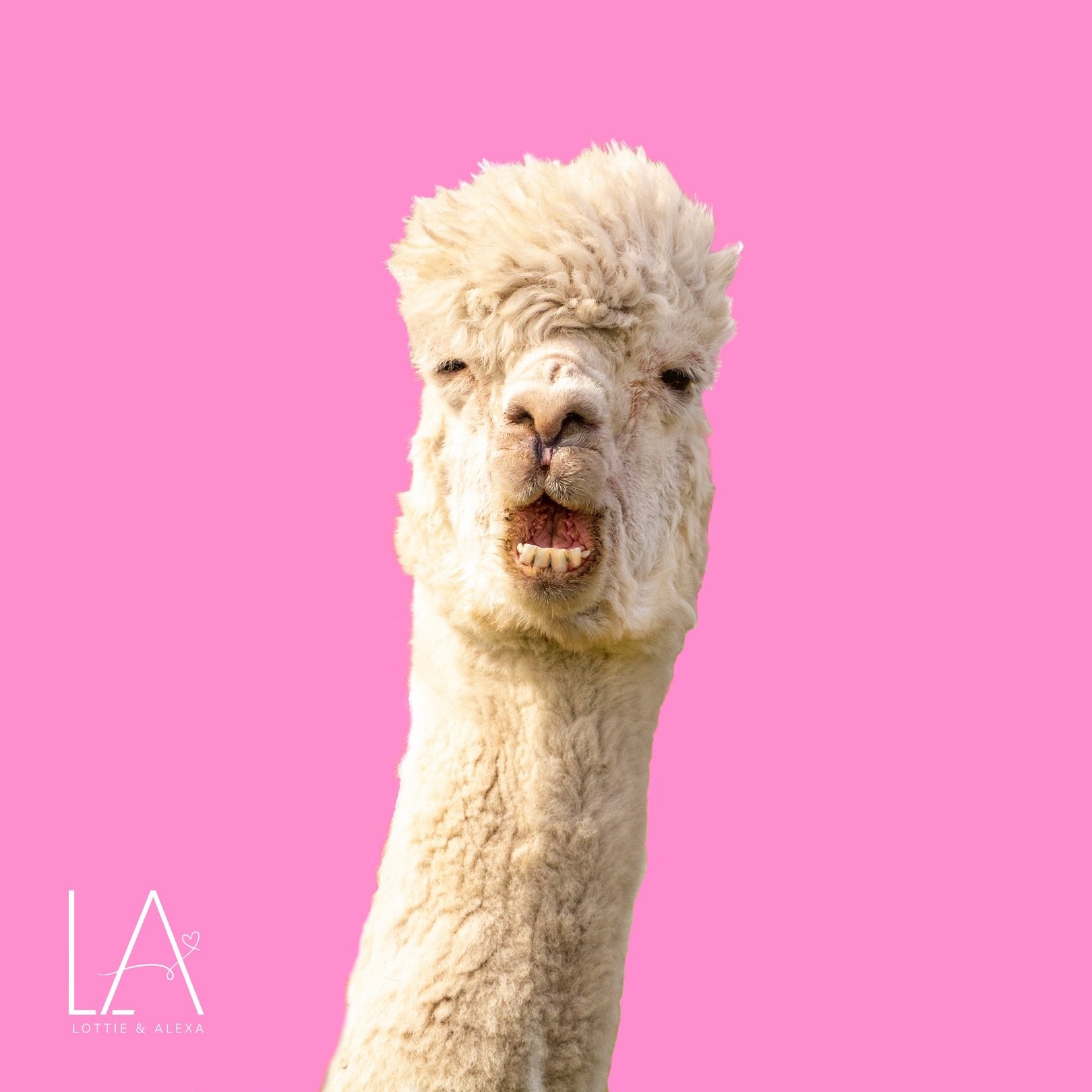 Sound the Lama Lama - Monday&rsquo;s coming! Hope you all had a great weekend!! One week closer to us going live.