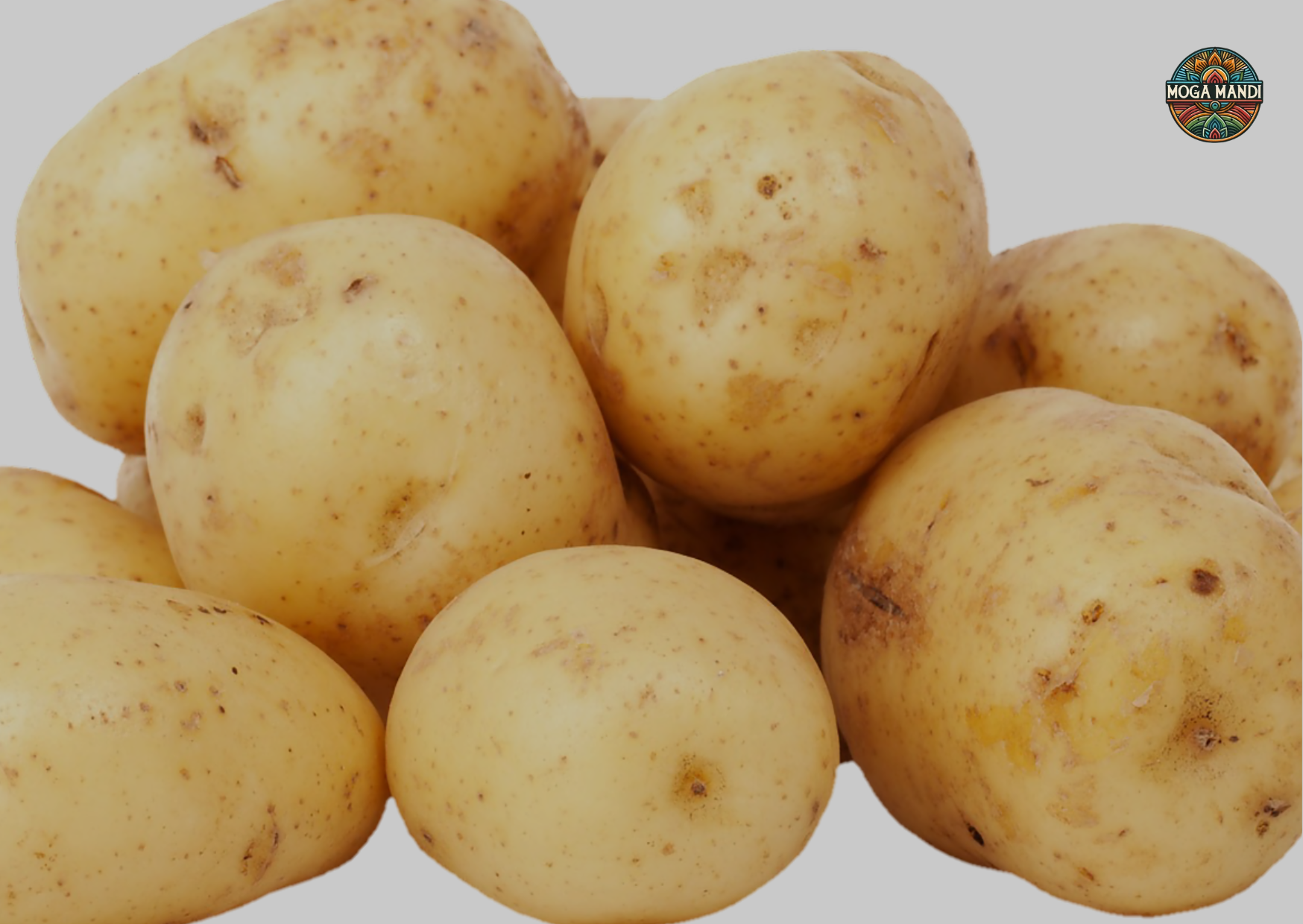 Potato 10LB