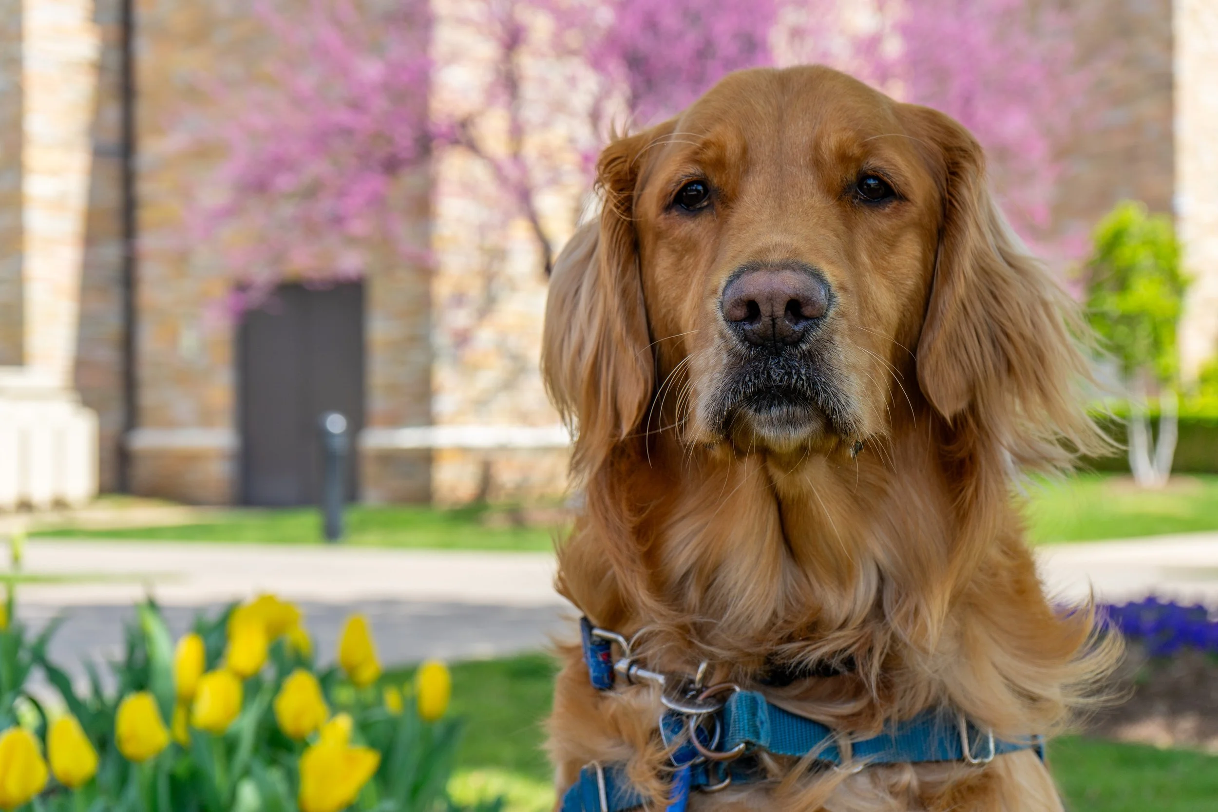 goldie-spring-shoot-march-26-28.jpg