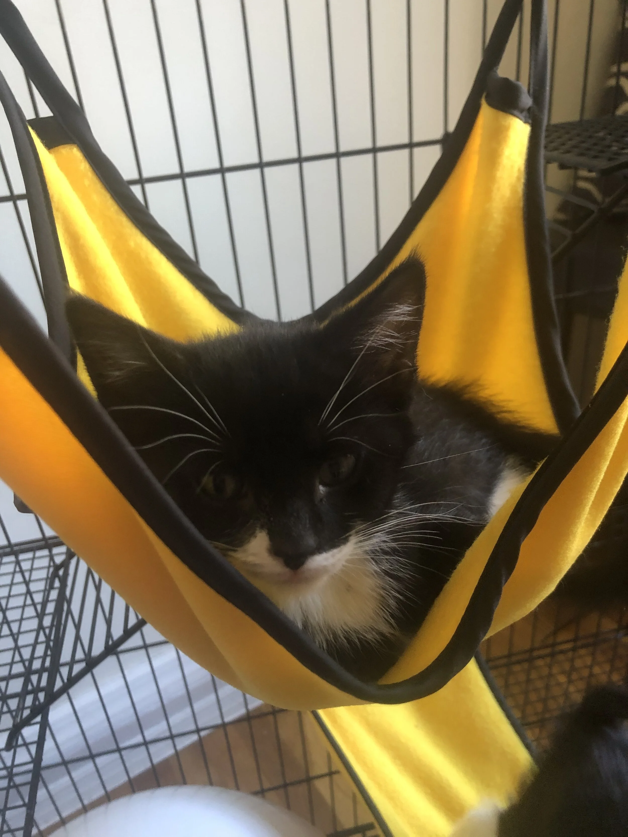 Monterey hammock.jpeg