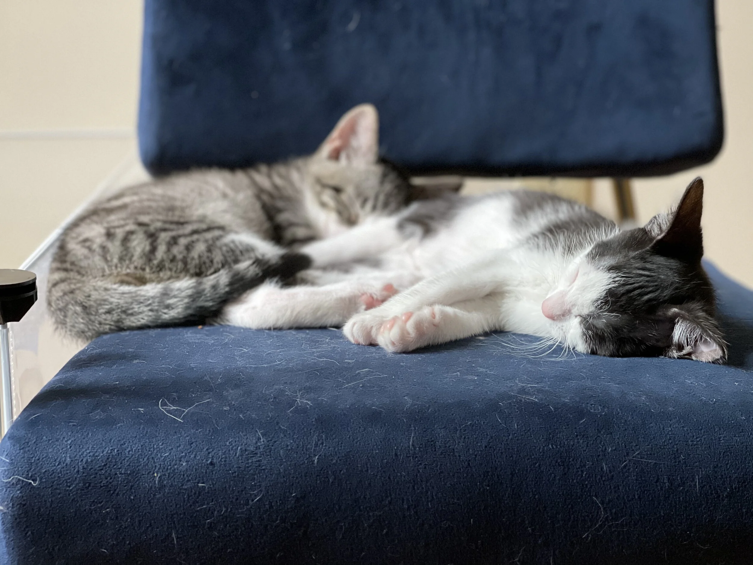 TimTam Snickers 1.jpeg