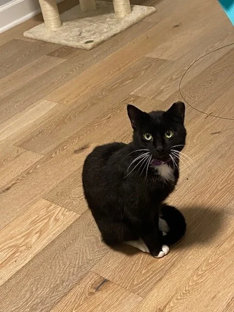 Seymour 1.jpeg