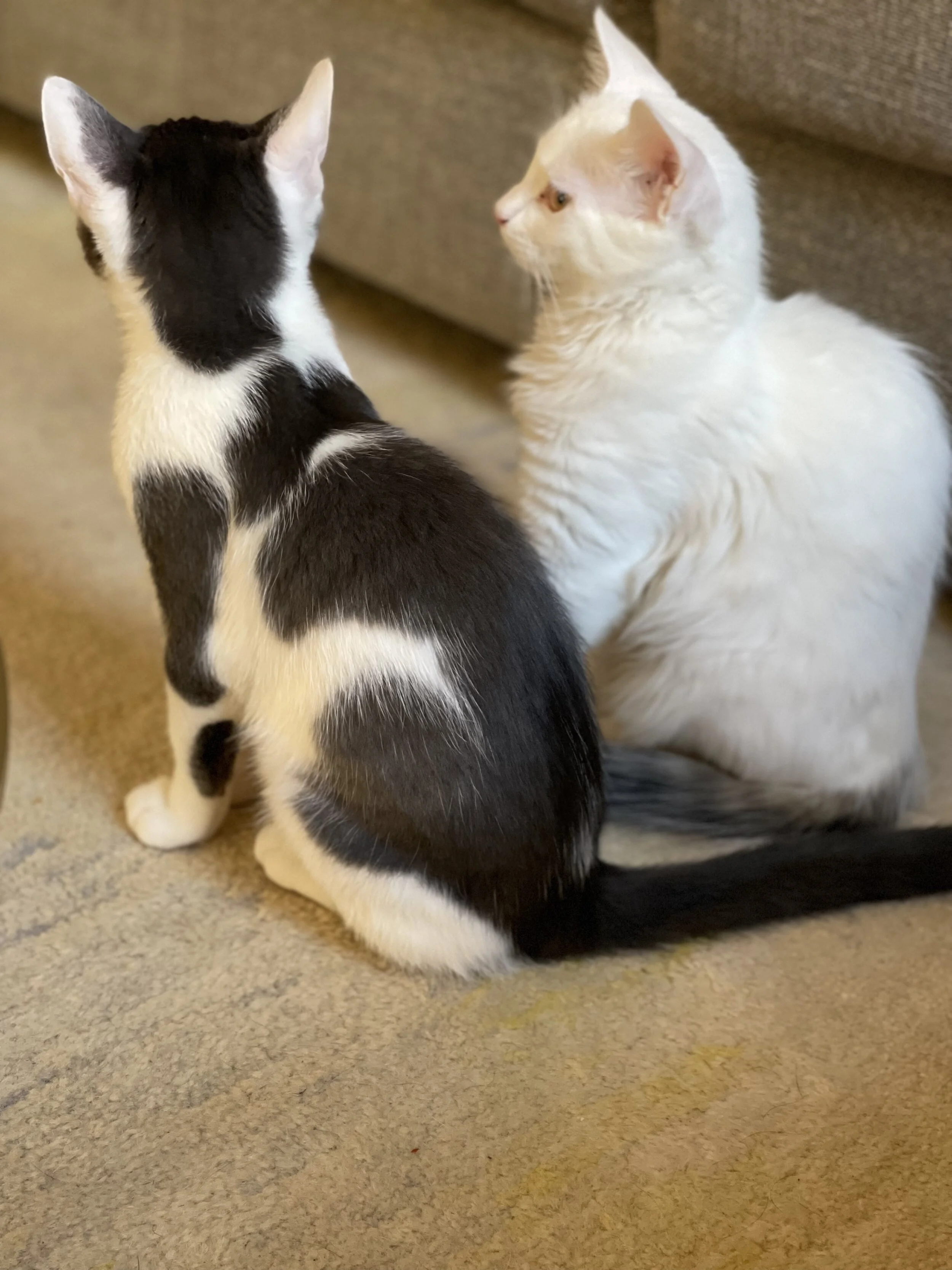 Sebastian Prince.jpeg