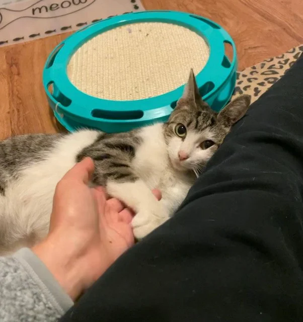 Nymeria’s Story