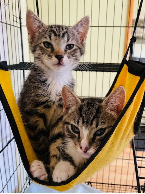 Mirabelle Myrtille 1.jpeg