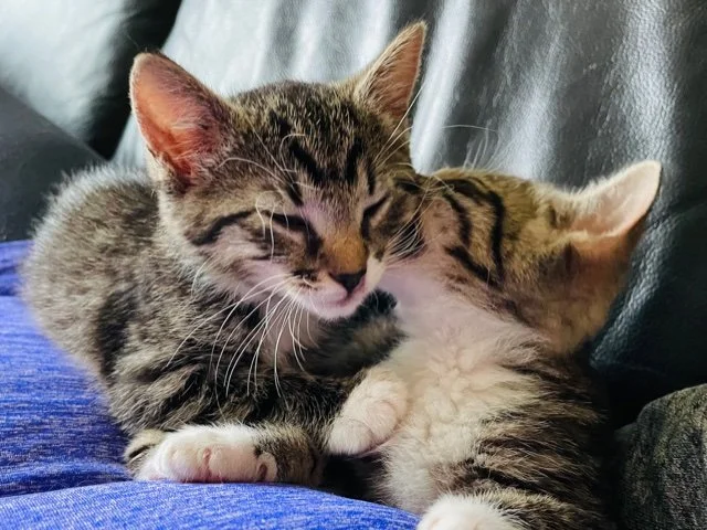 Mirabelle Myrtille 2.jpeg