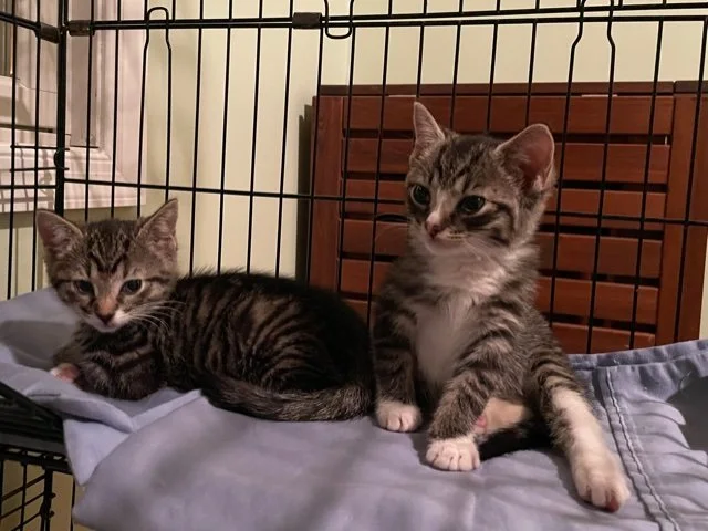 Mirabelle Myrtille 4.jpeg