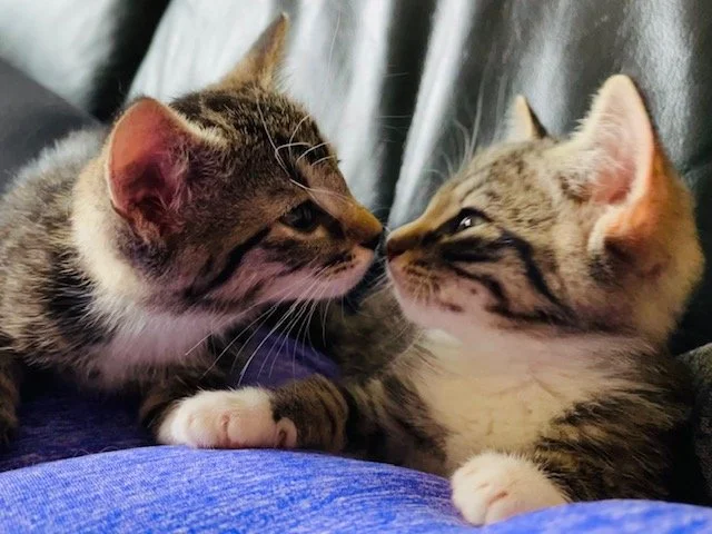 Mirabelle’s & Myrtille’s Story