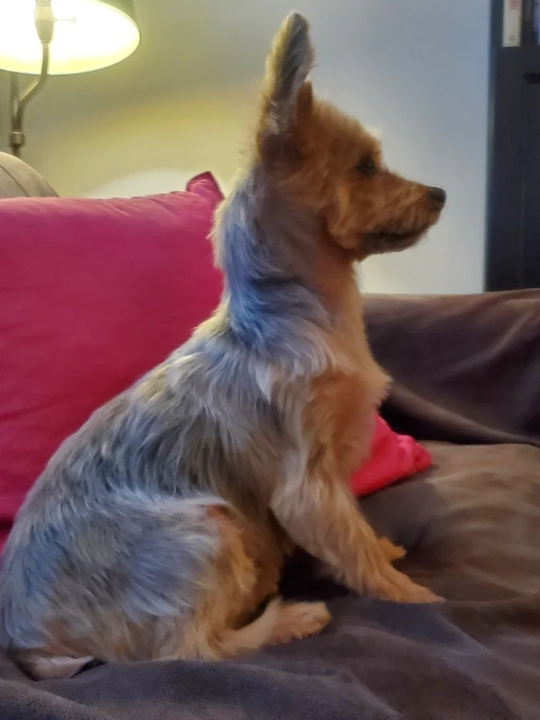 Bella 3.jpeg
