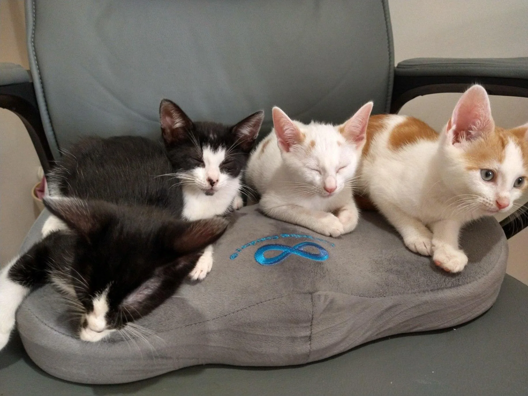 Crash kittens.jpeg