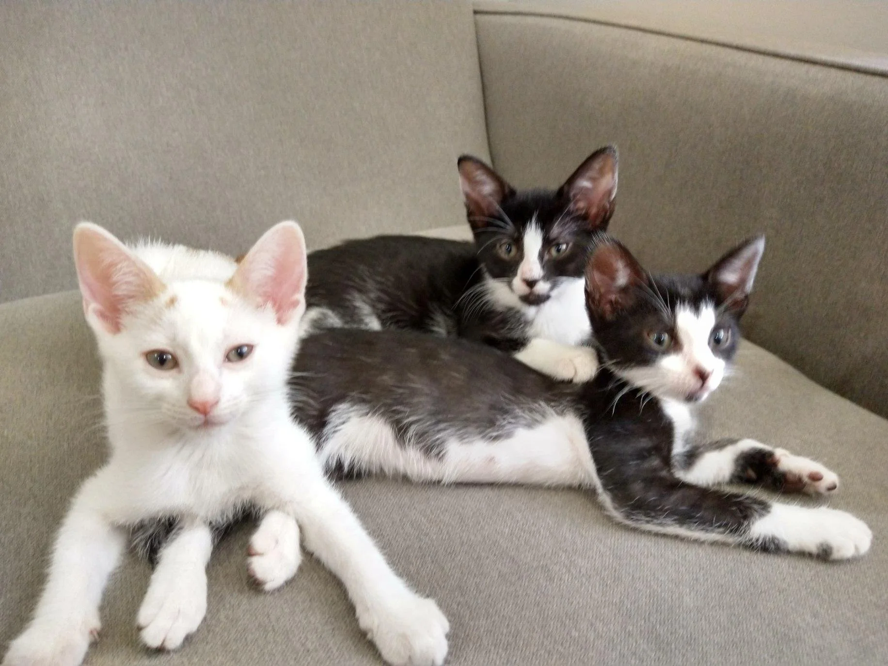 Mouse kittens 2.jpeg