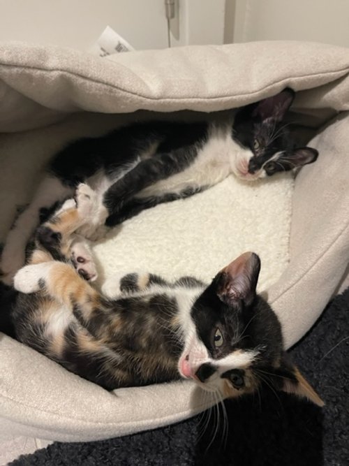 Olivia Elliot 2.jpeg