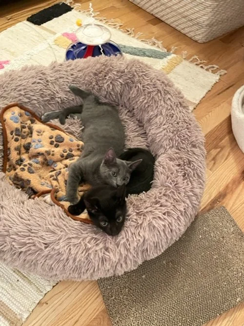 Freddie Deacon 2.jpeg