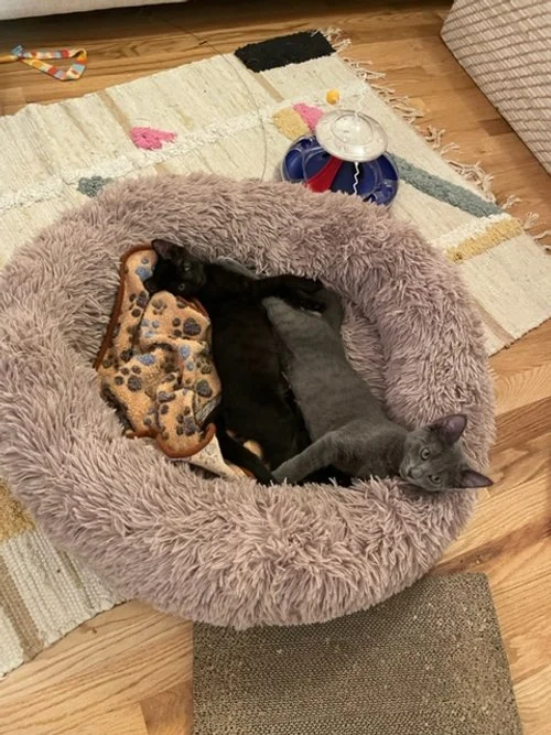 Freddie Deacon 3.jpeg