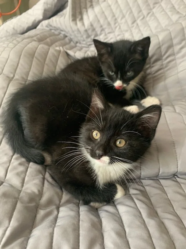 Lulu Rose kittens.jpeg