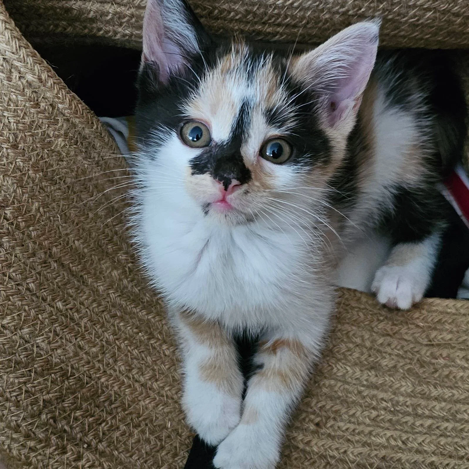 tallulah.jpeg