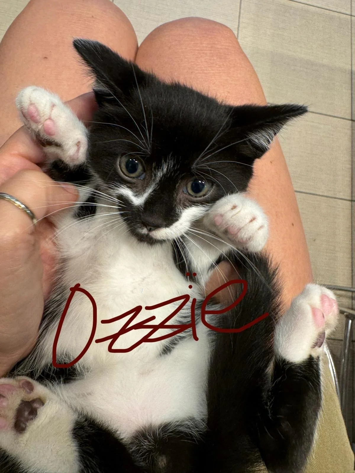 bomani ozzie4.JPG