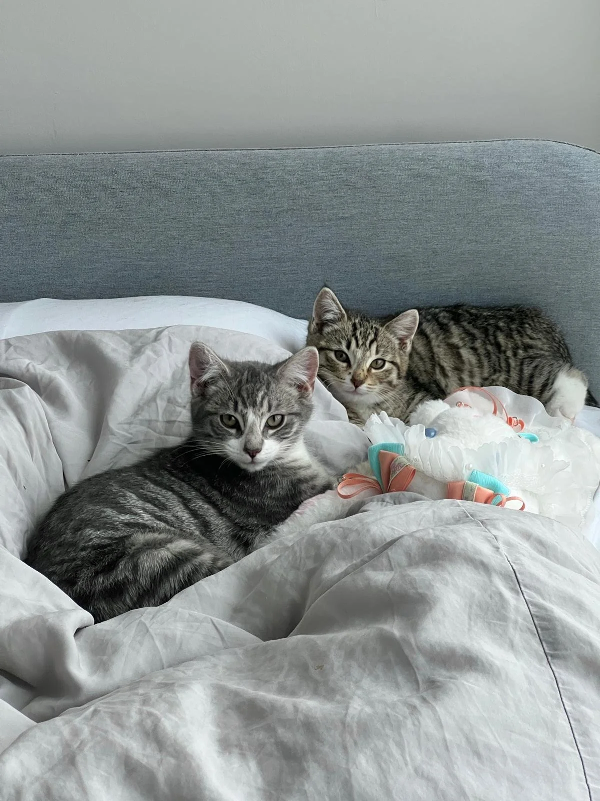 pecan & chestnut.JPG