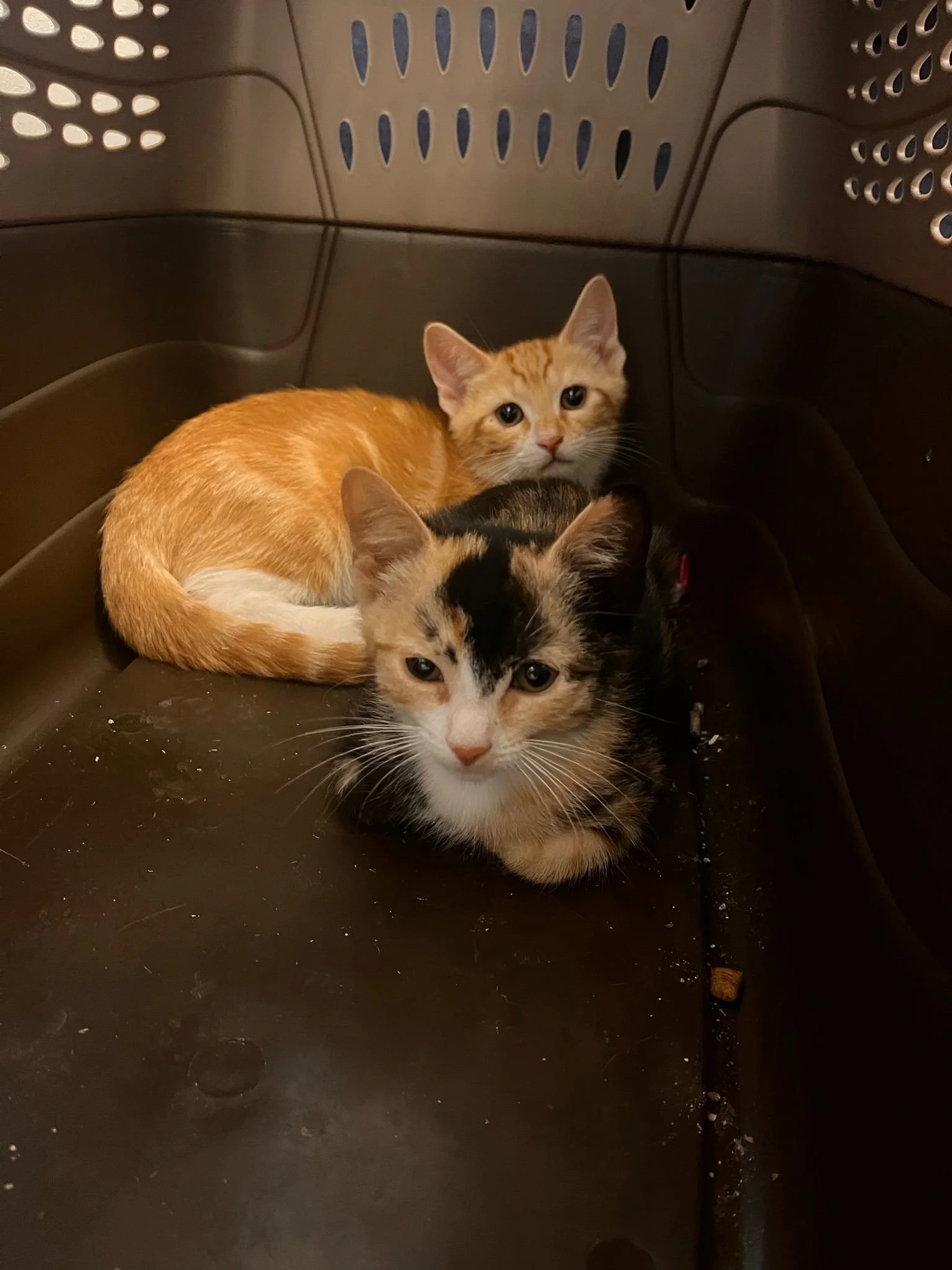 taylor and reggie 2.JPG