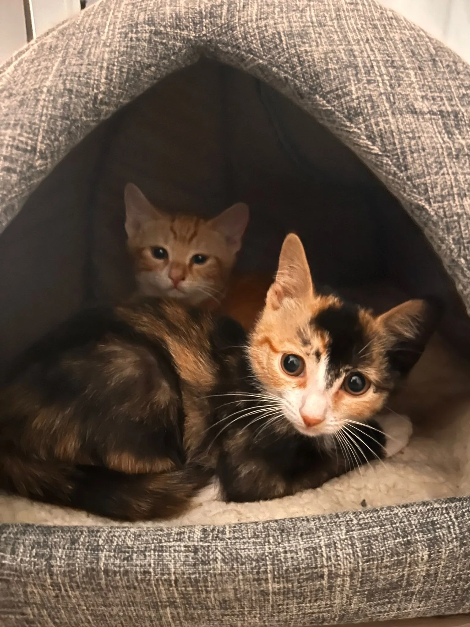 taylor and reggie.JPG