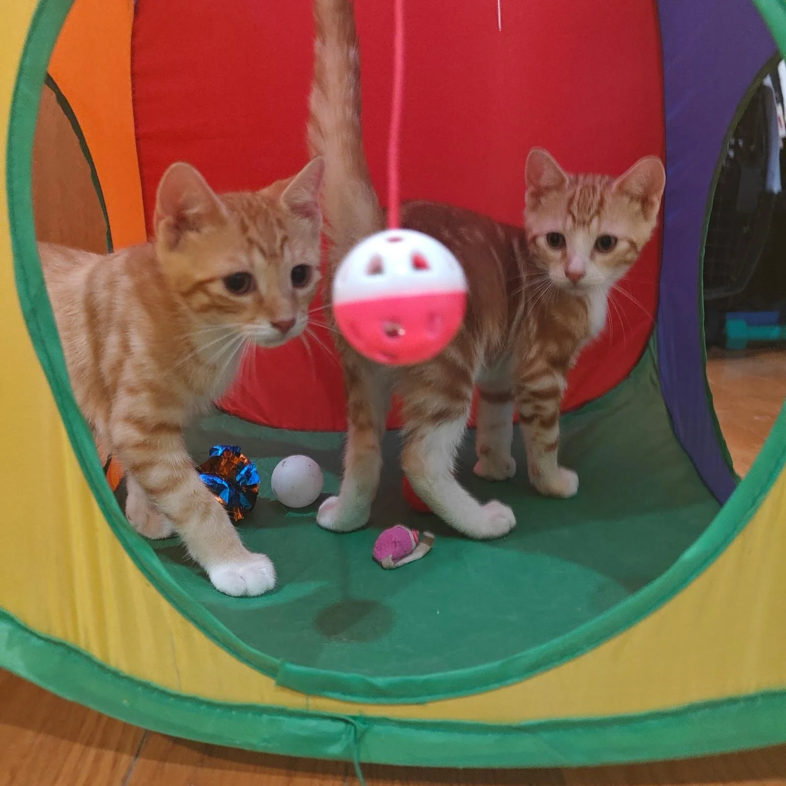 430f5112-c2fa-4463-9b5c-fd5703bf16a9 2.JPG