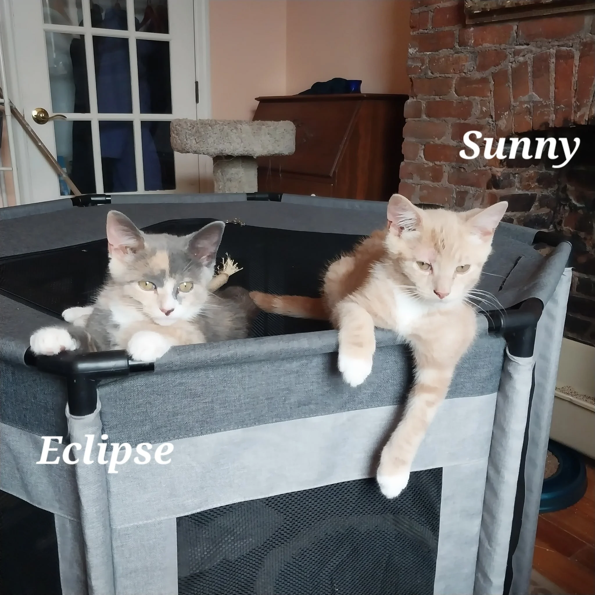 eclipse and sunny.JPG