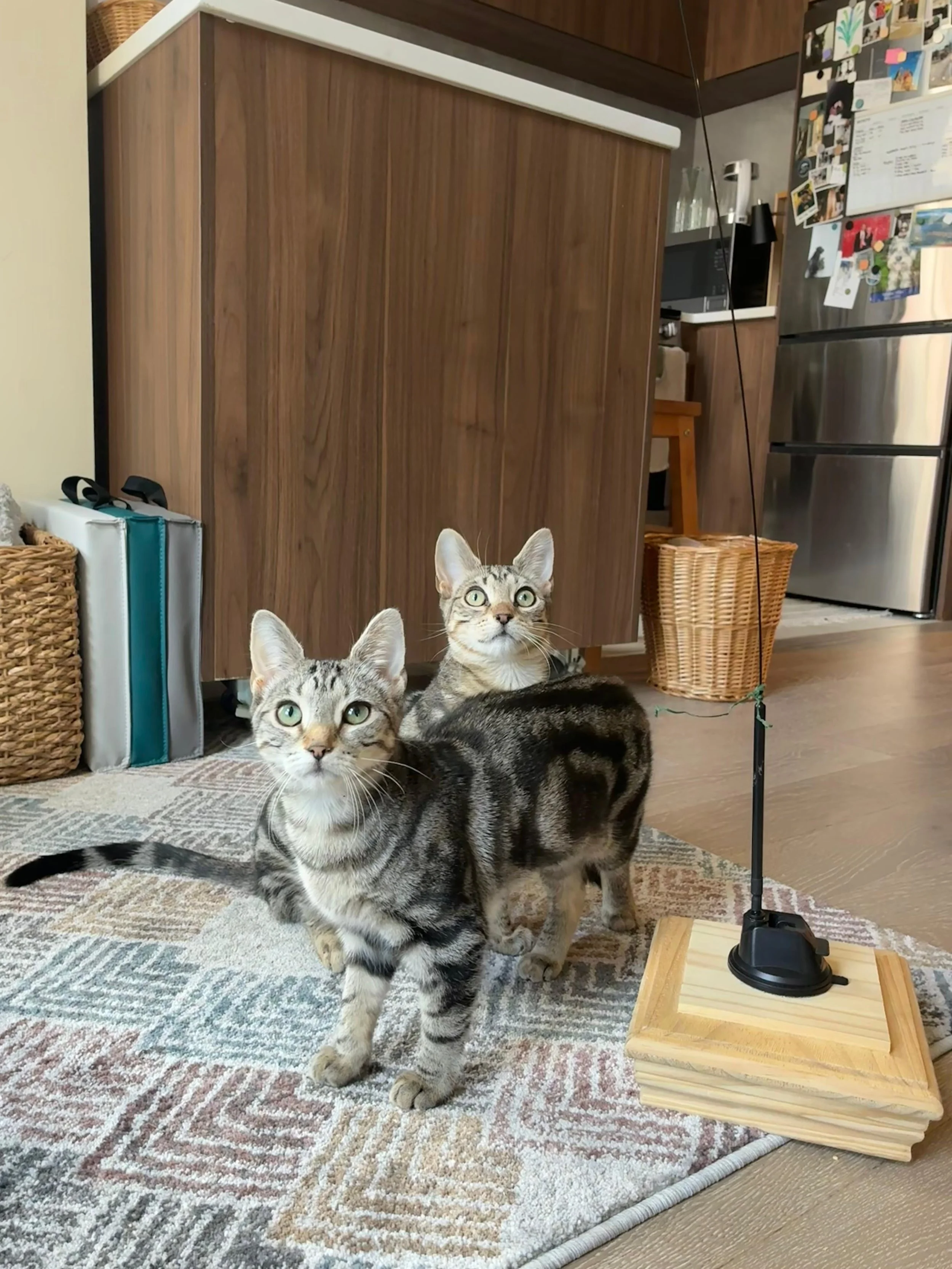 Raif &amp; Ryah’s Story