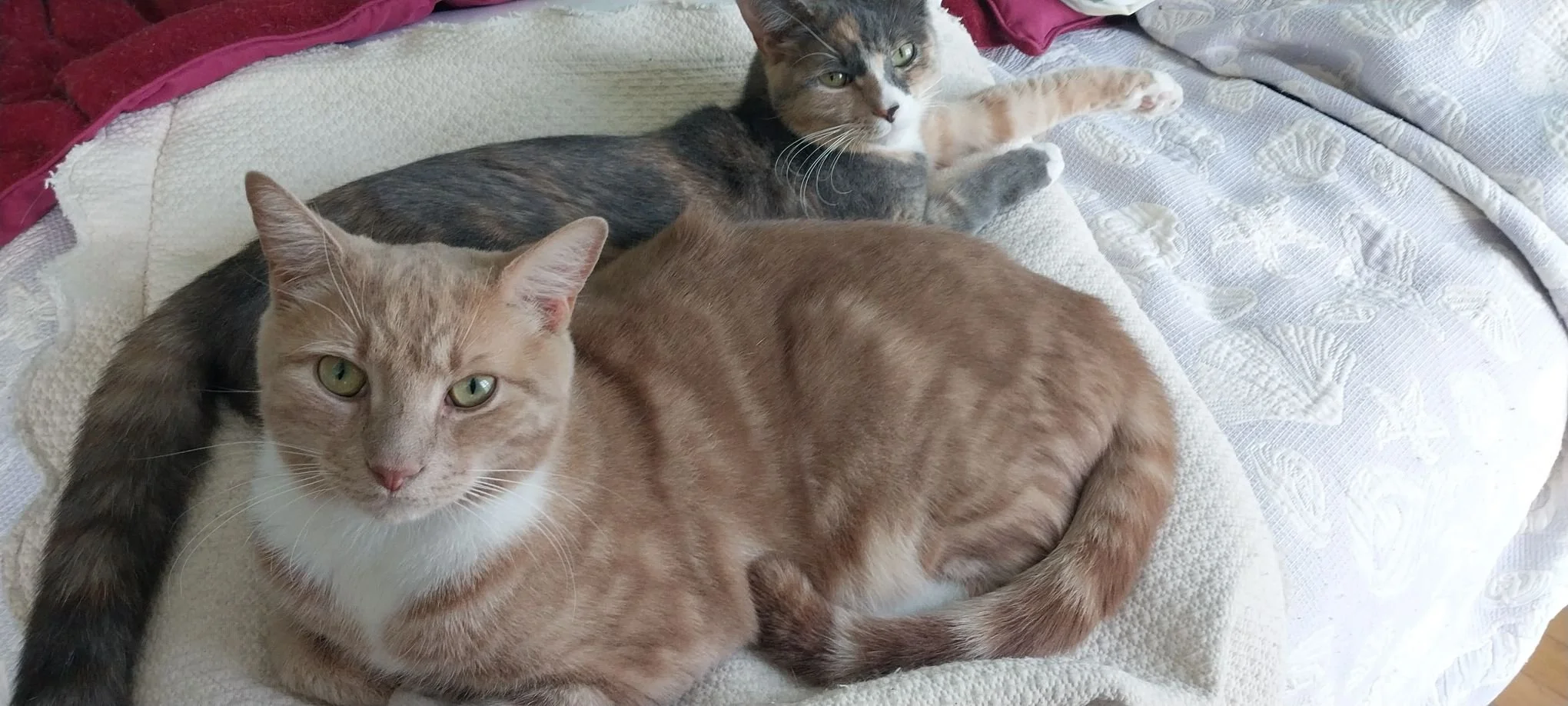Sunny &amp; Eclipse’s Story