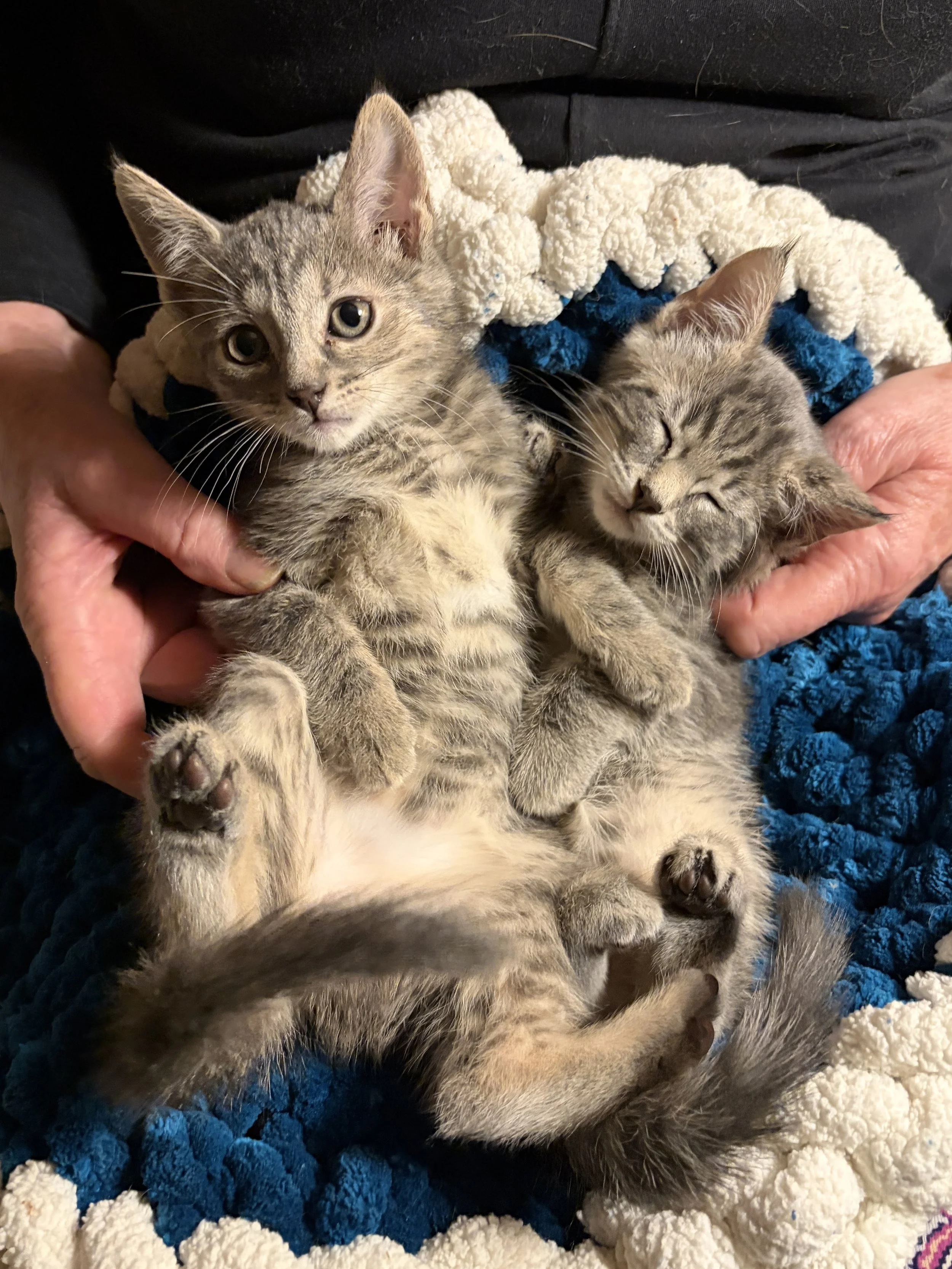 Iggy, Trixie and Vinny’s Story