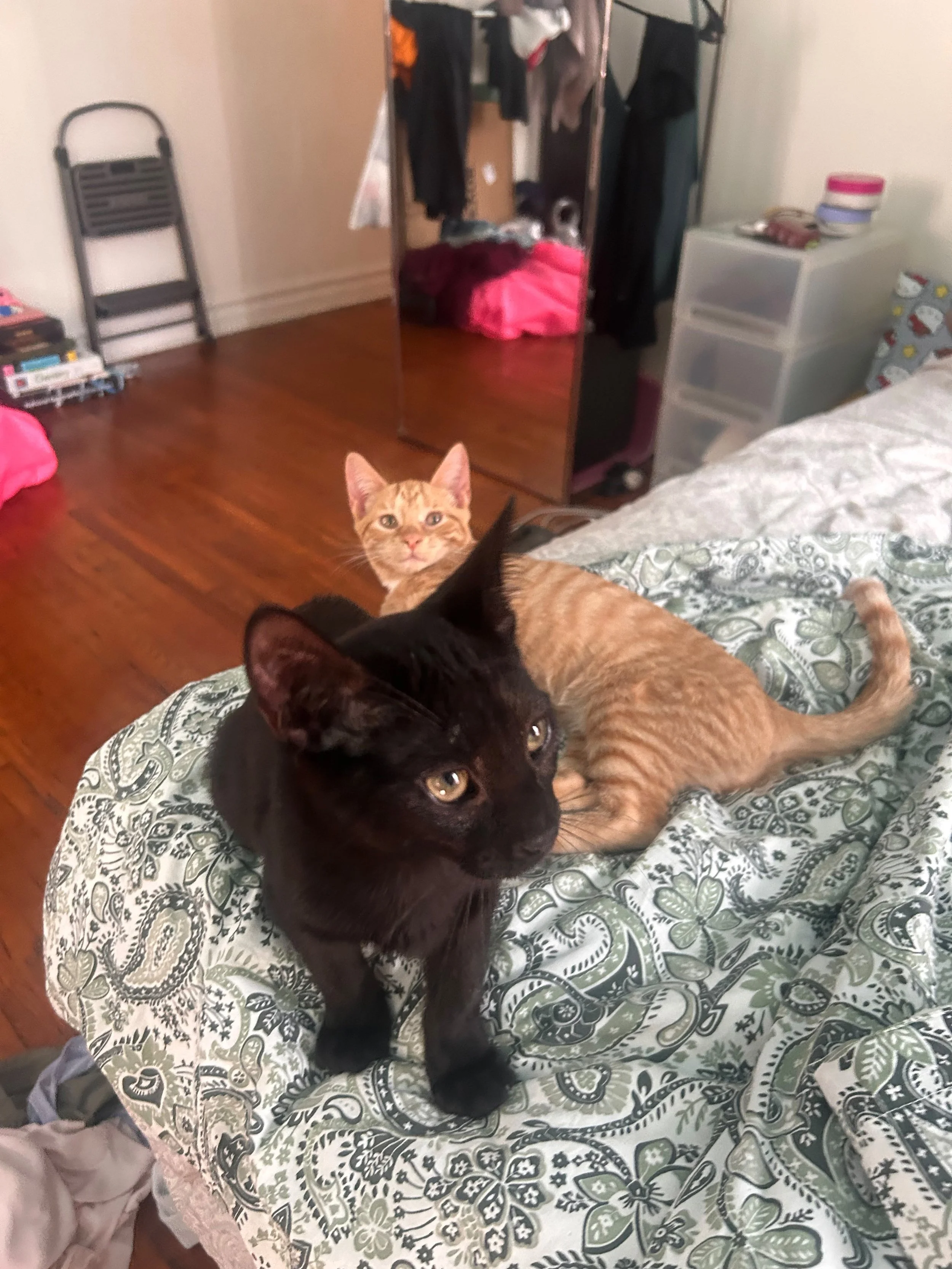Tasha &amp; Tyrone’s Story