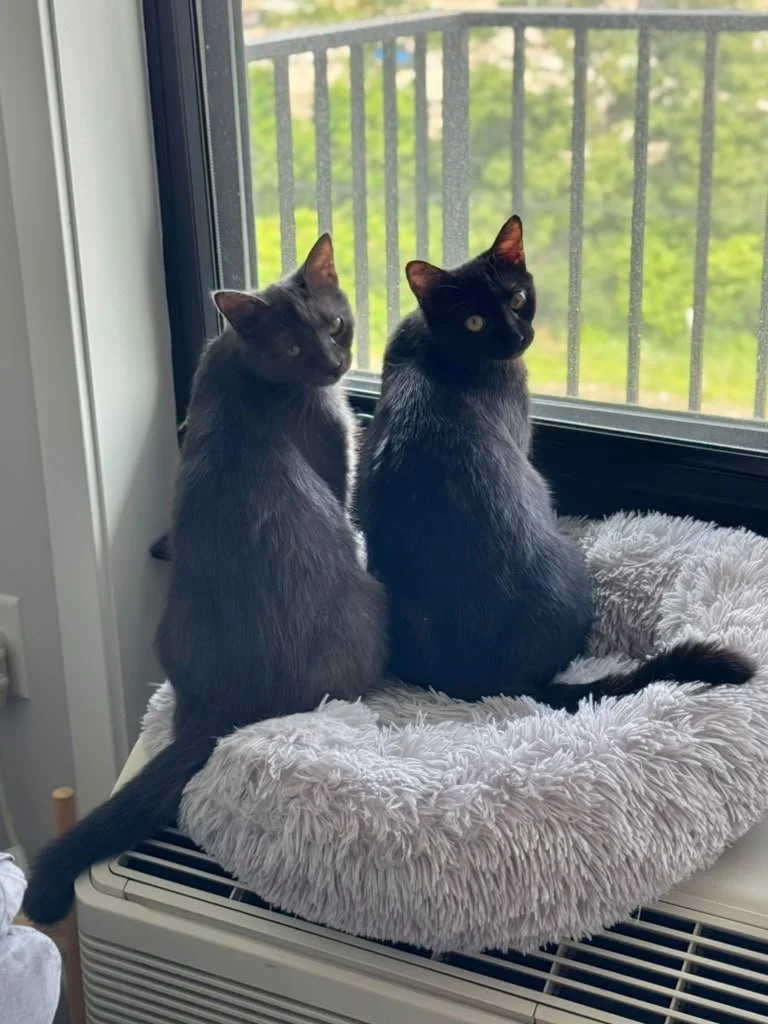 Rosa &amp; Eleanor’s Story