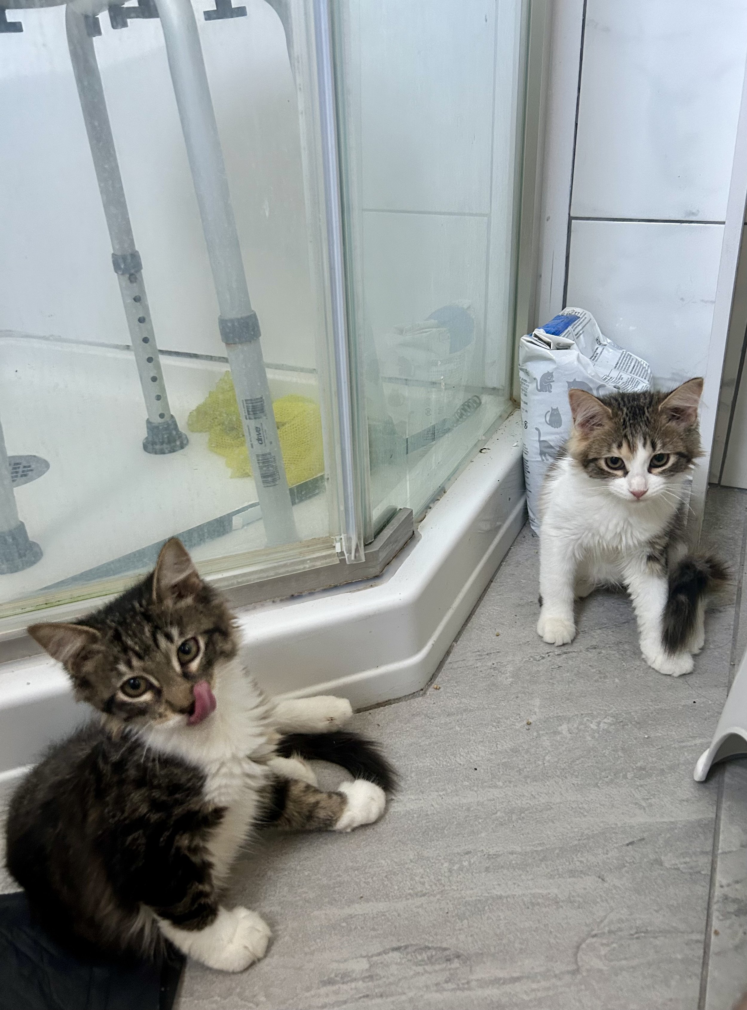 scarlett and hazel 1.jpg