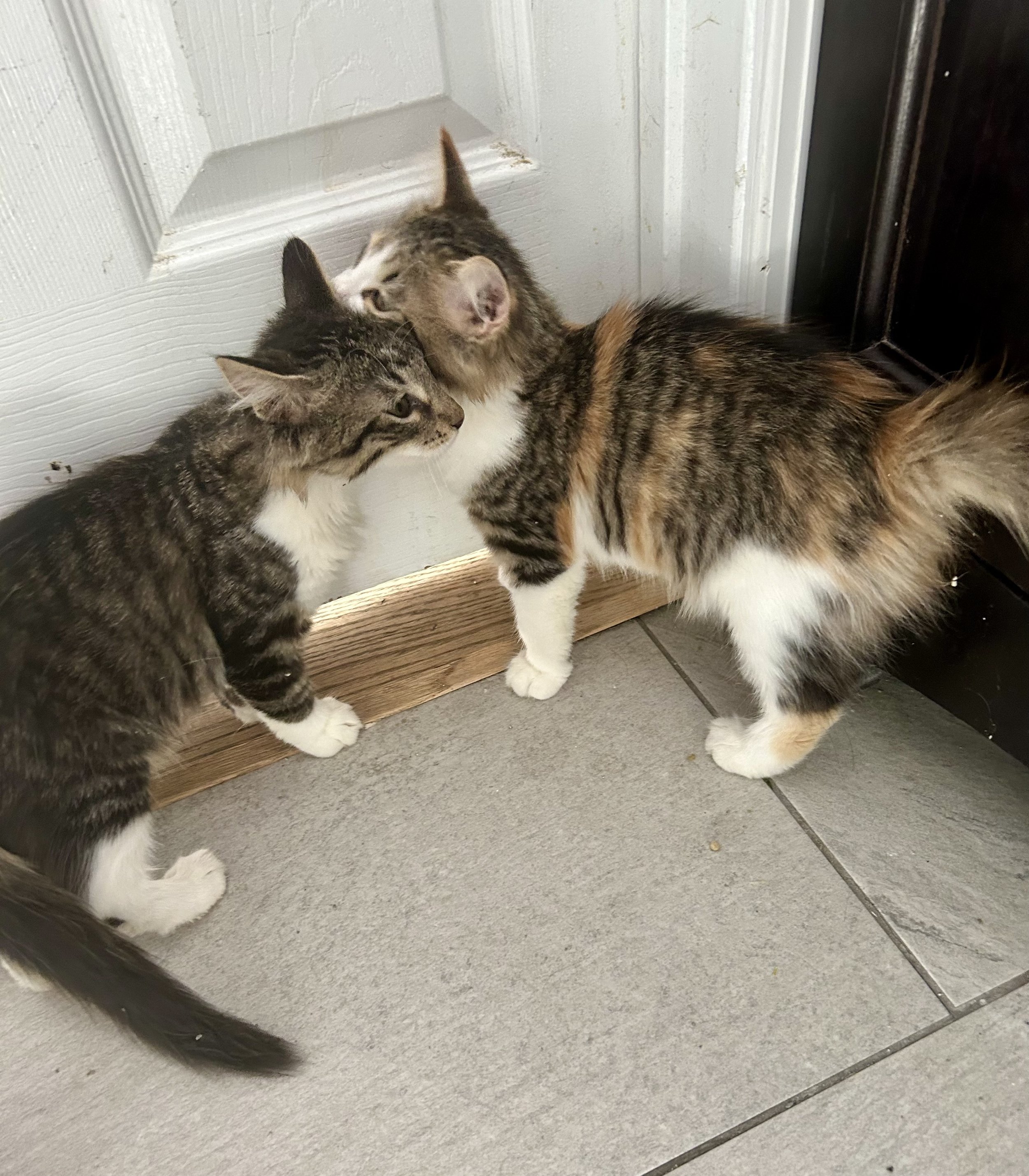 scarlett and hazel 2.jpg