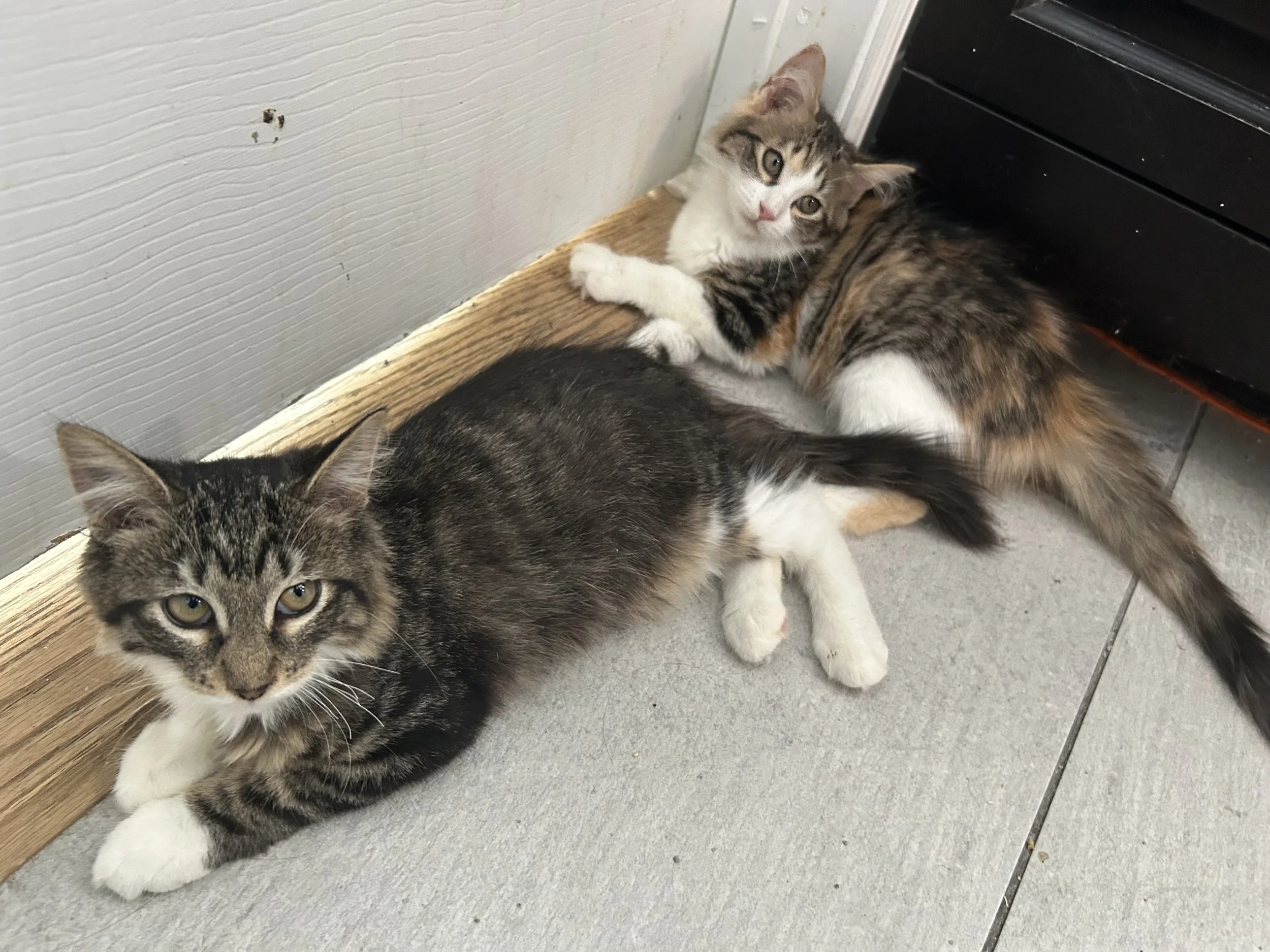 Scarlett and Hazel’s Story