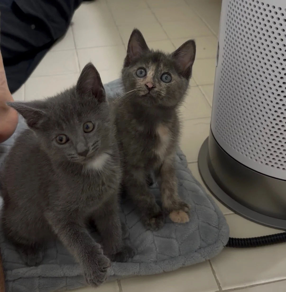 Milo &amp; Mila’s Story