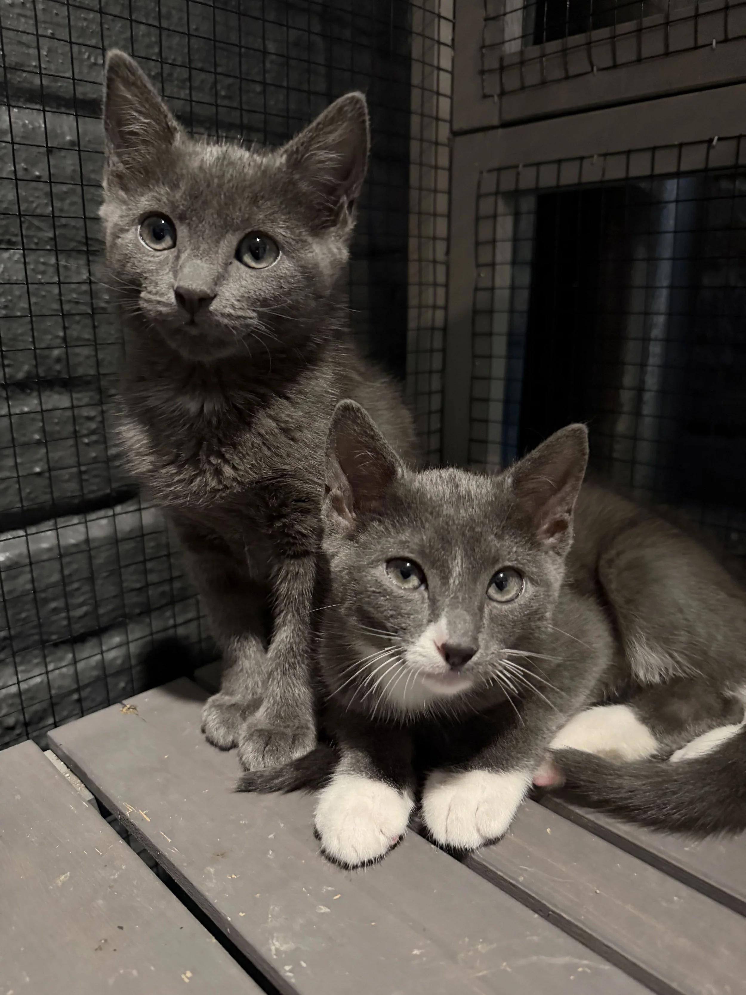 gus and gertie.jpg