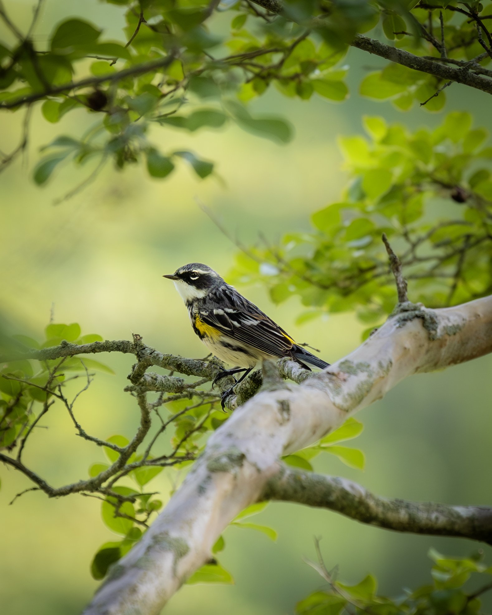 _MG_4752-Enhanced-NR 3.JPG