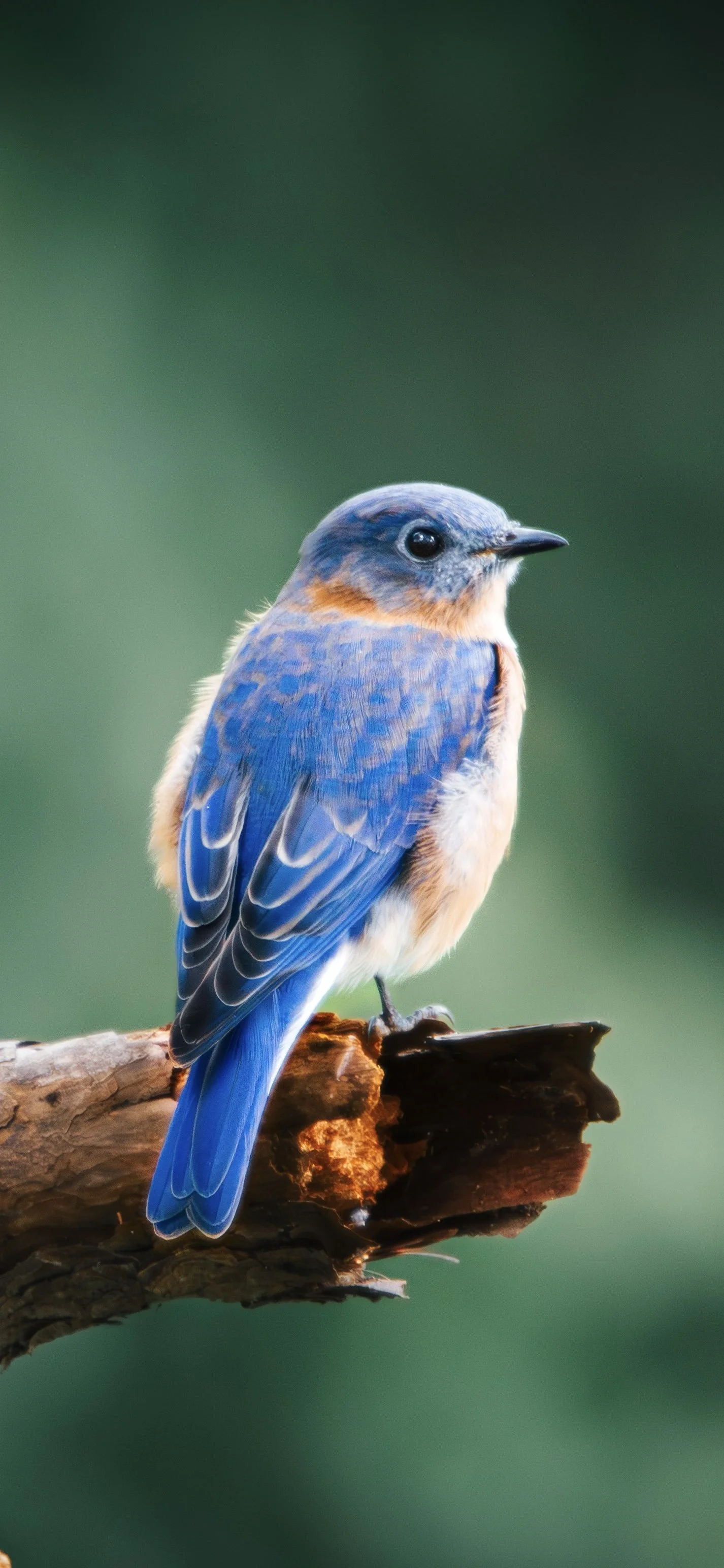 _90A3000-Enhanced-NR 2.jpg