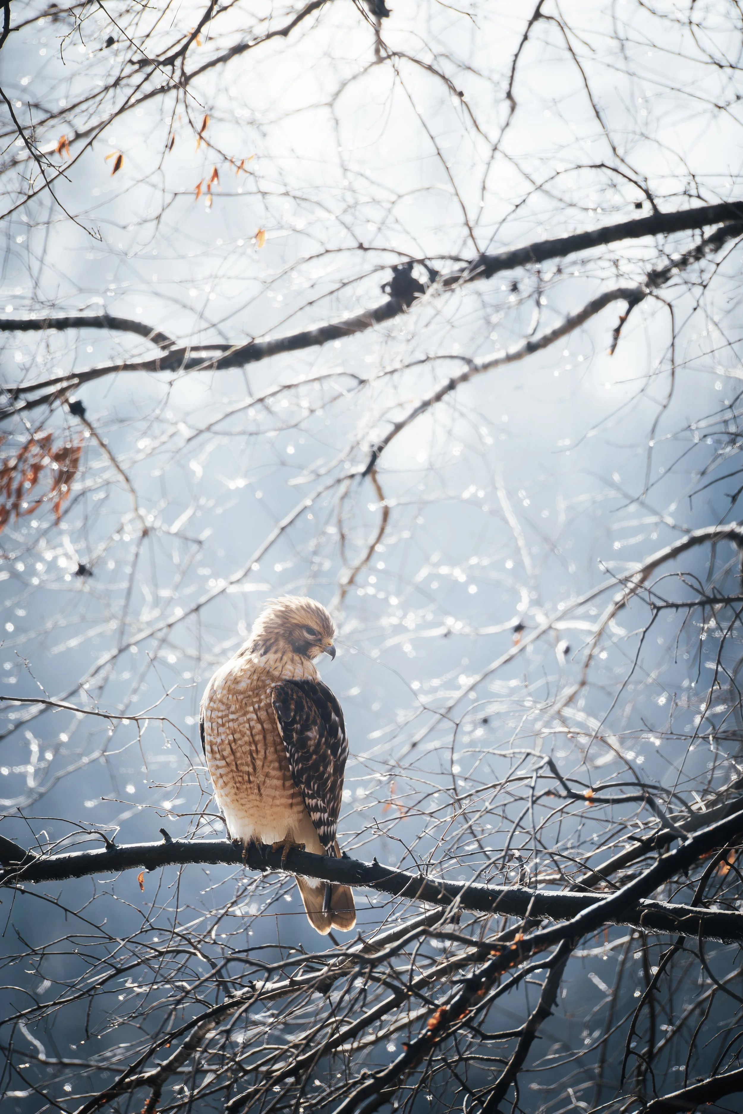 _MG_4281-Enhanced-NR (1).JPEG